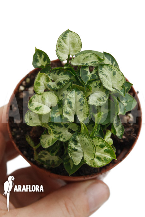 Syngonium Mini &lsquo;M&rsquo;