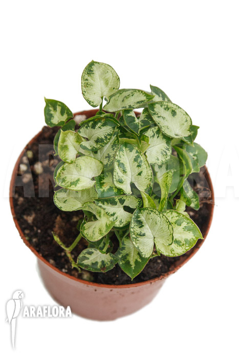 Syngonium Mini &lsquo;M&rsquo;