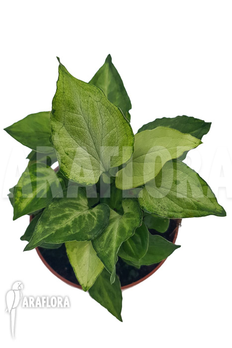 Syngonium &lsquo;Mouse ears&rsquo;