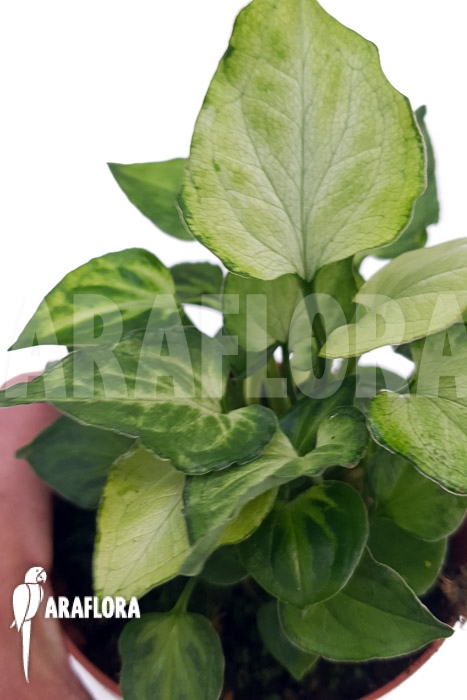 Syngonium &lsquo;Mouse ears&rsquo;