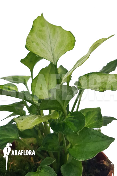 Syngonium &lsquo;Mouse ears&rsquo;