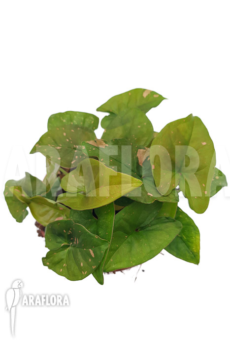 Syngonium &lsquo;Pink splash&rsquo;