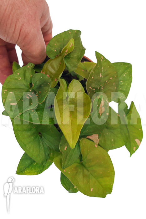 Syngonium &lsquo;Pink splash&rsquo;