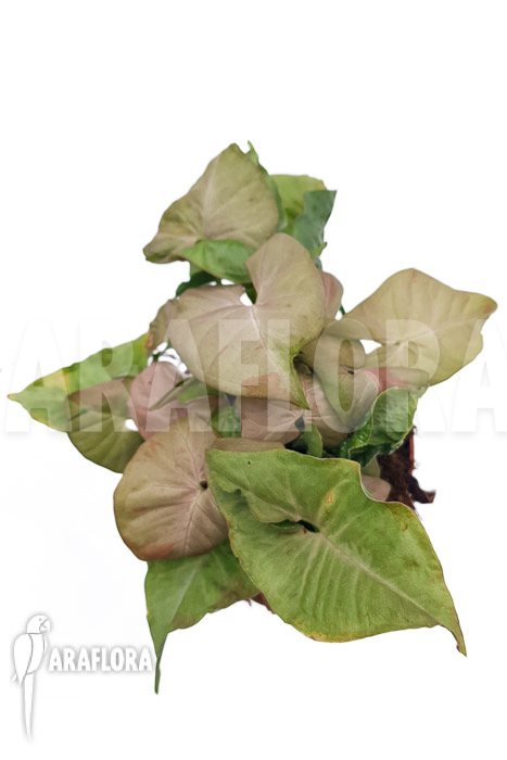 Syngonium &lsquo;Pink spot&rsquo;