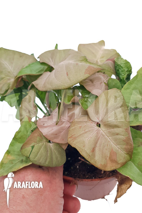 Syngonium &lsquo;Pink spot&rsquo;