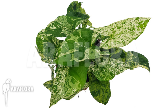 Syngonium &lsquo;mottled mojito&rsquo;