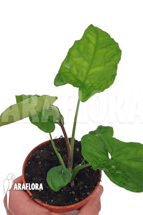 Syngonium steyermarkii