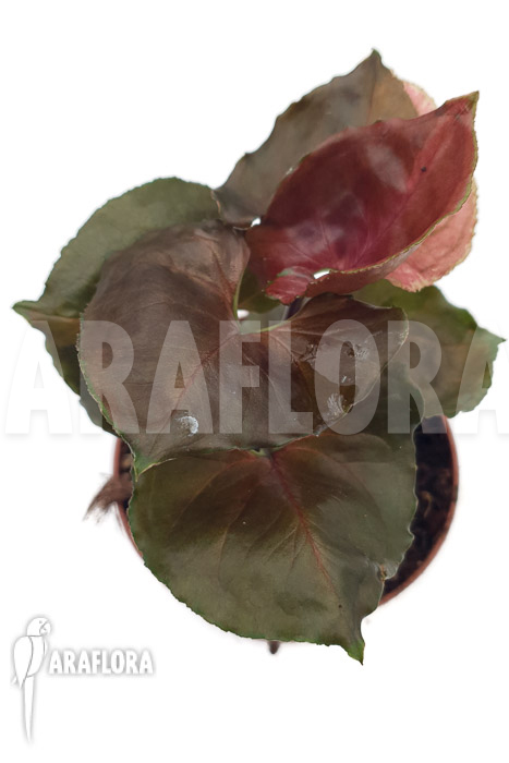 Syngonium &lsquo;Strawberry Ice&rsquo;