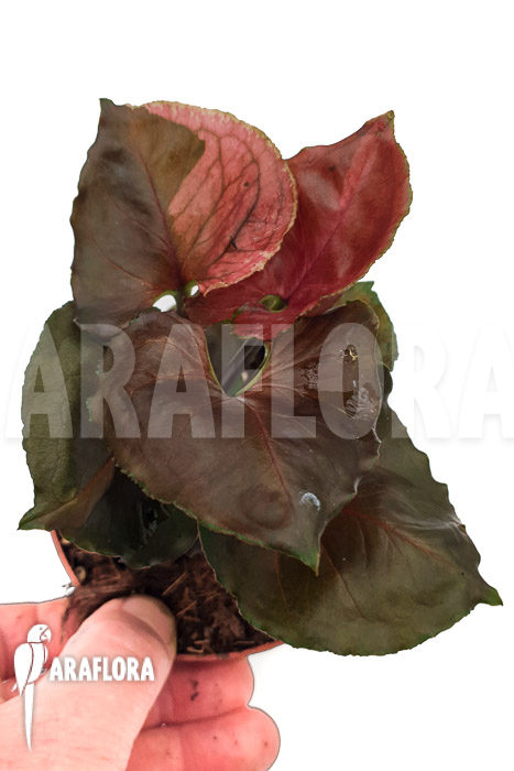 Syngonium &lsquo;Strawberry Ice&rsquo;