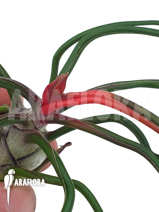 Tillandsia bulbosa