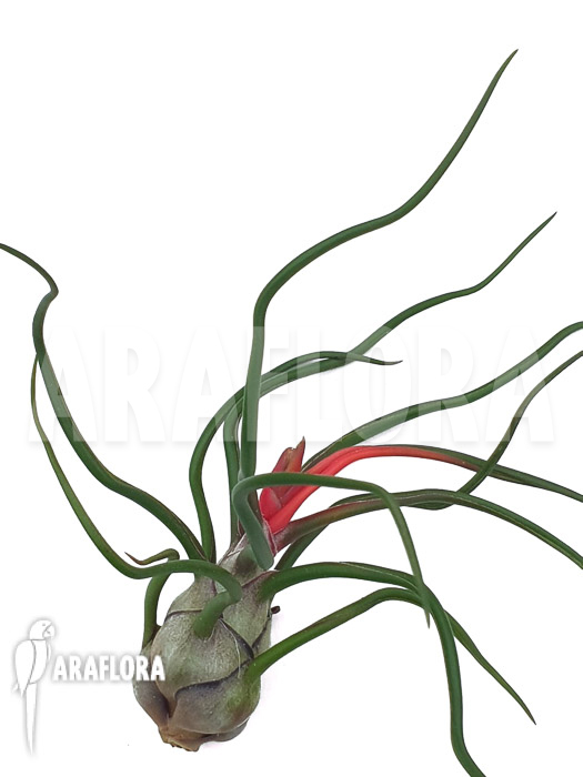 Tillandsia bulbosa