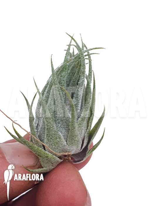 Tillandsia kautskyi &lsquo;M&rsquo;