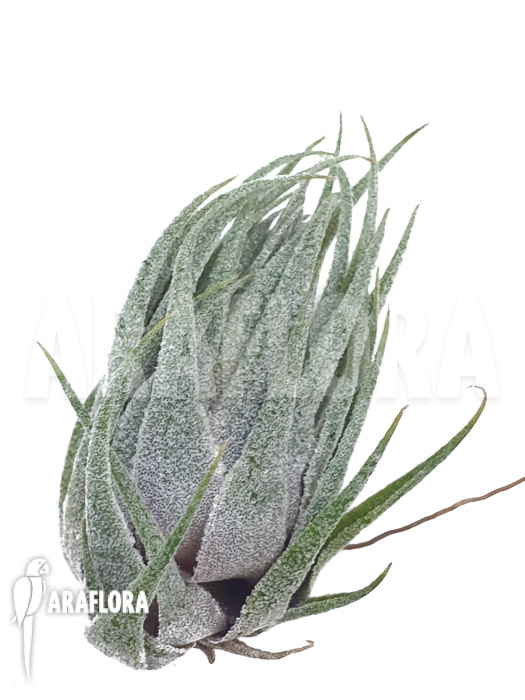 Tillandsia kautskyi &lsquo;M&rsquo;