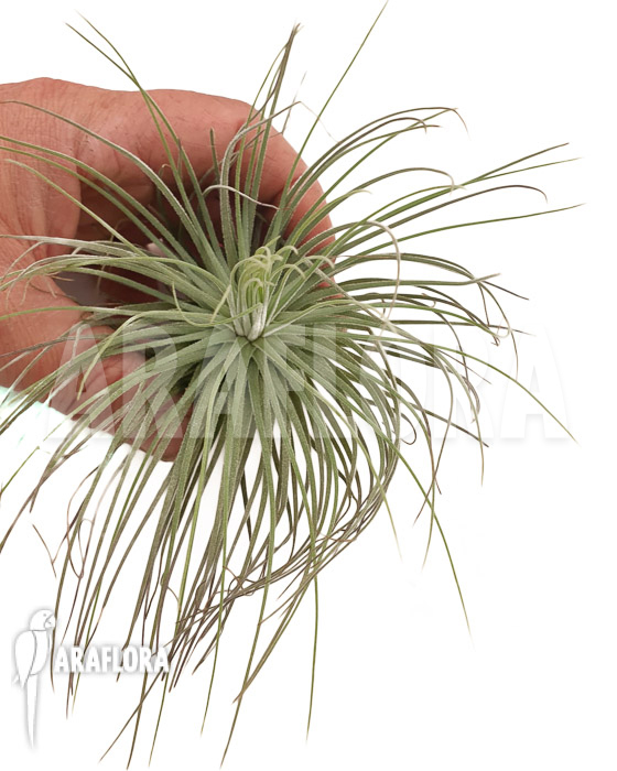 Tillandsia latifolia