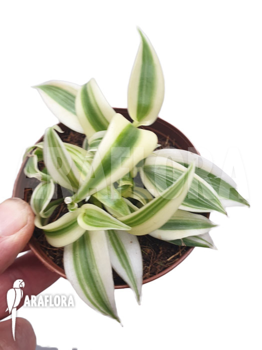 Vanilla planifolia &lsquo;albo marginata&rsquo; Starter