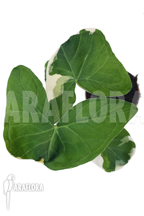 Xanthosoma albo marginata &lsquo;Mickey Mouse&rsquo;