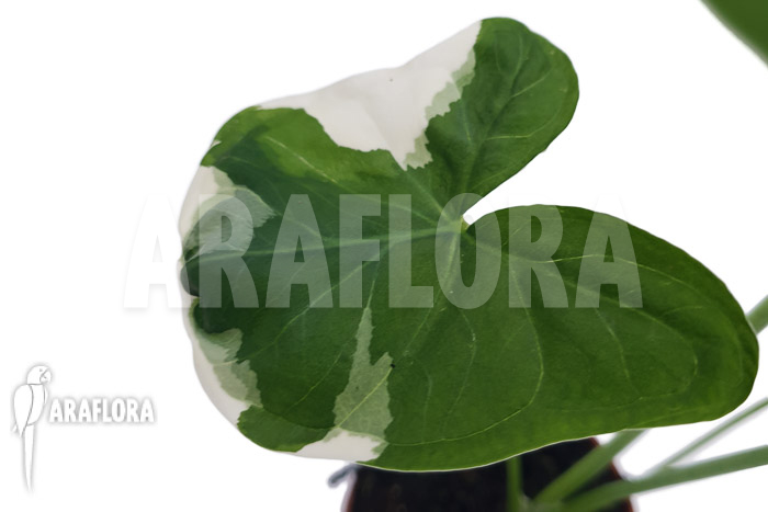 Xanthosoma albo marginata &lsquo;Mickey Mouse&rsquo;