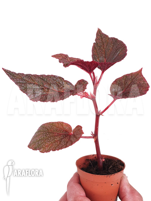 Begonia x &lsquo;U062&rsquo;