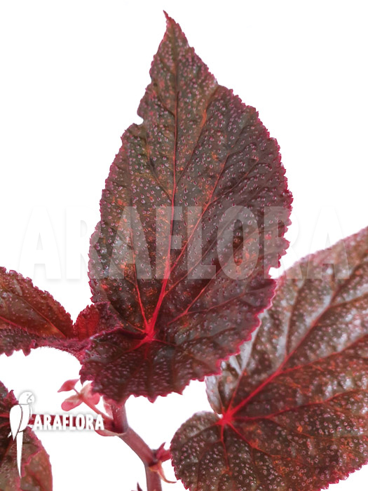 Begonia x &lsquo;U062&rsquo;