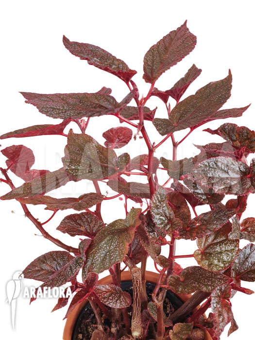 Begonia x &lsquo;U062&rsquo;