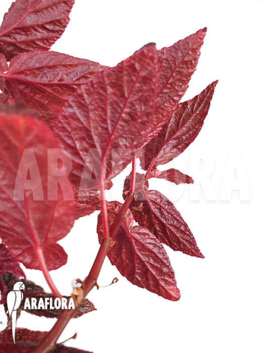 Begonia x &lsquo;U062&rsquo;