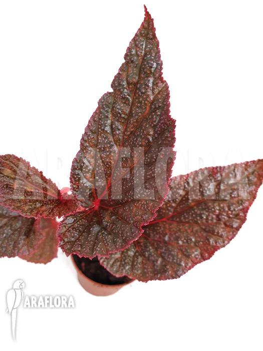 Begonia x &lsquo;U062&rsquo;