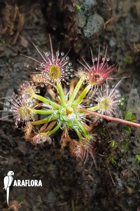 Drosera leucoblasta (Cranbrook)