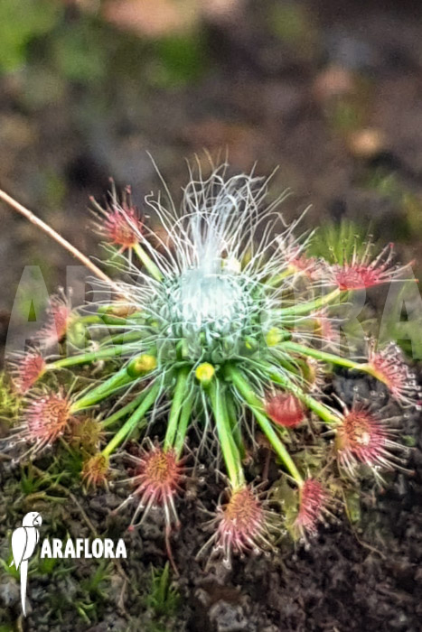Drosera sargentii