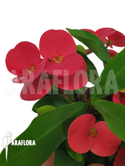 Euphorbia milii (Red)