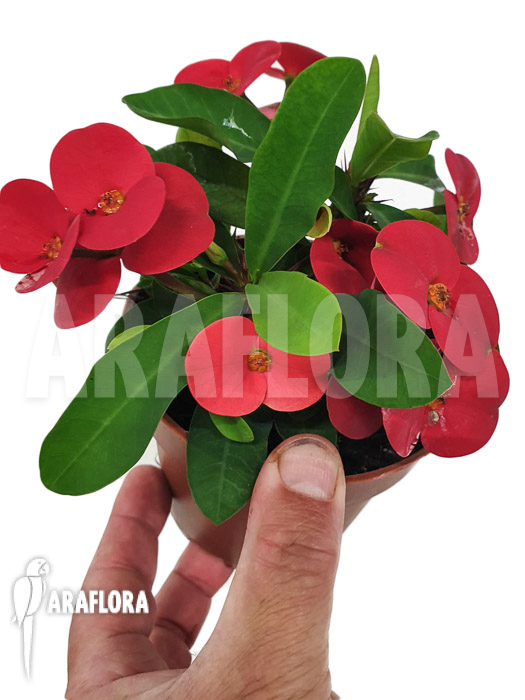 Euphorbia milii (Red)