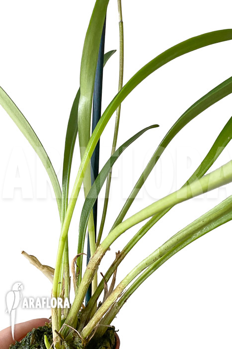 Masdevallia veitchiana