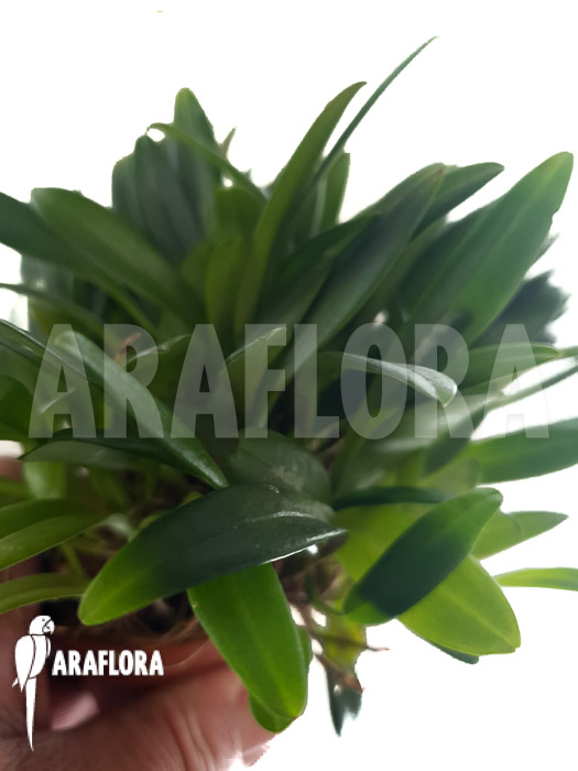 Stelis costaricensis