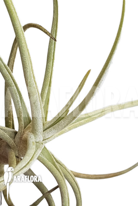 Tillandsia duratii &lsquo;M&rsquo;
