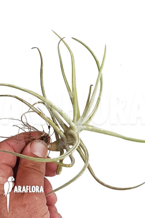 Tillandsia duratii &lsquo;M&rsquo;