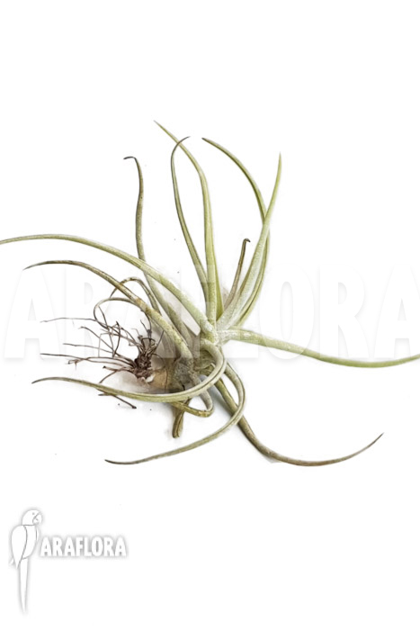 Tillandsia duratii &lsquo;M&rsquo;