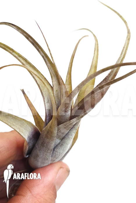 Tillandsia flexuosa Suriname &lsquo;S&rsquo;