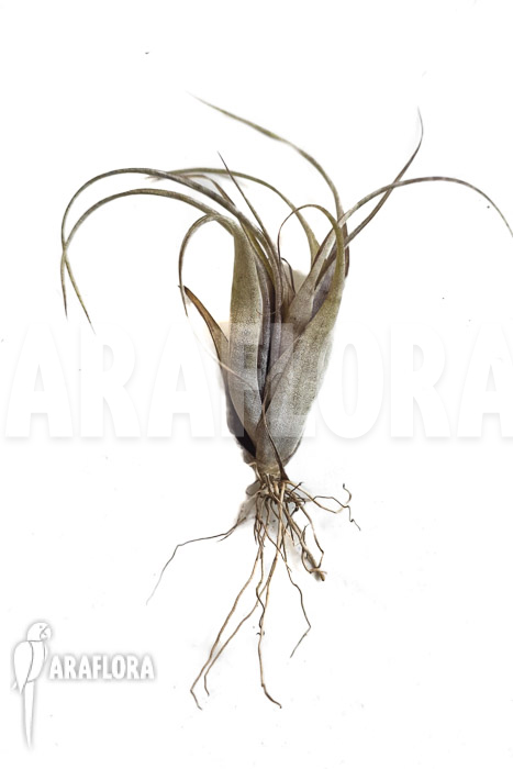 Tillandsia flexuosa Suriname &lsquo;S&rsquo;