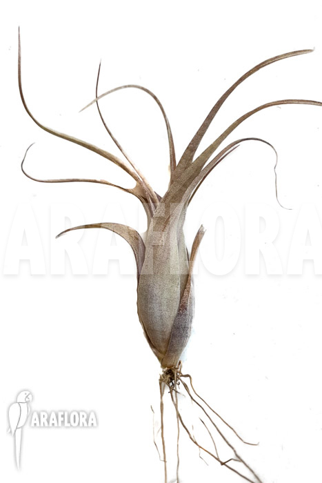 Tillandsia flexuosa Suriname &lsquo;S&rsquo;
