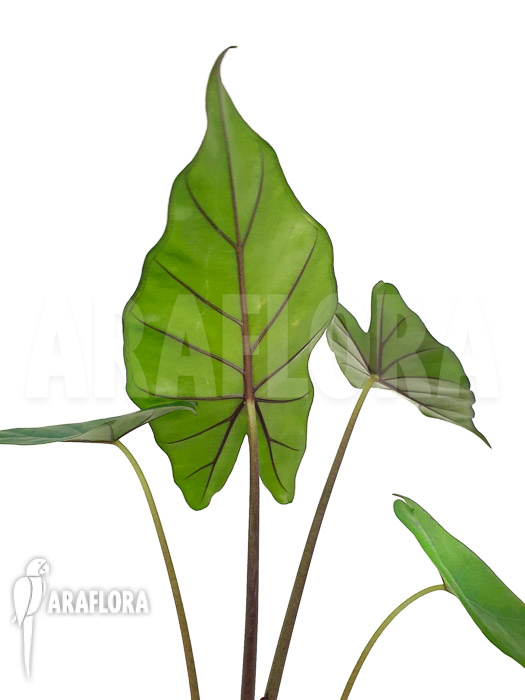 Alocasia &lsquo;Sumo&rsquo;