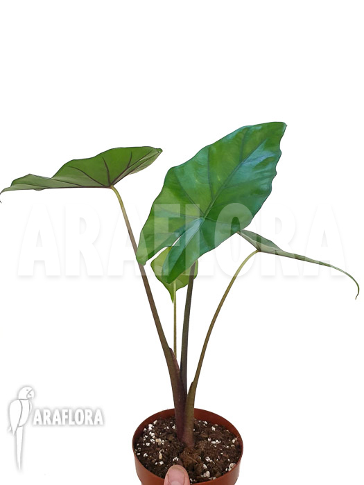 Alocasia &lsquo;Sumo&rsquo;