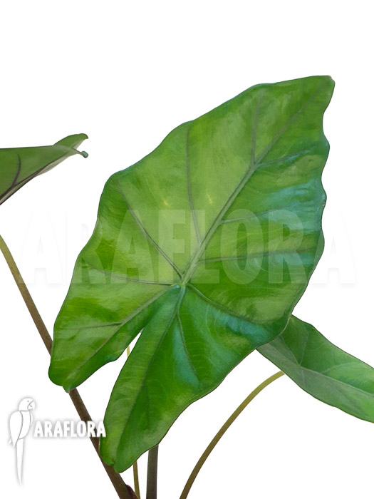 Alocasia &lsquo;Sumo&rsquo;