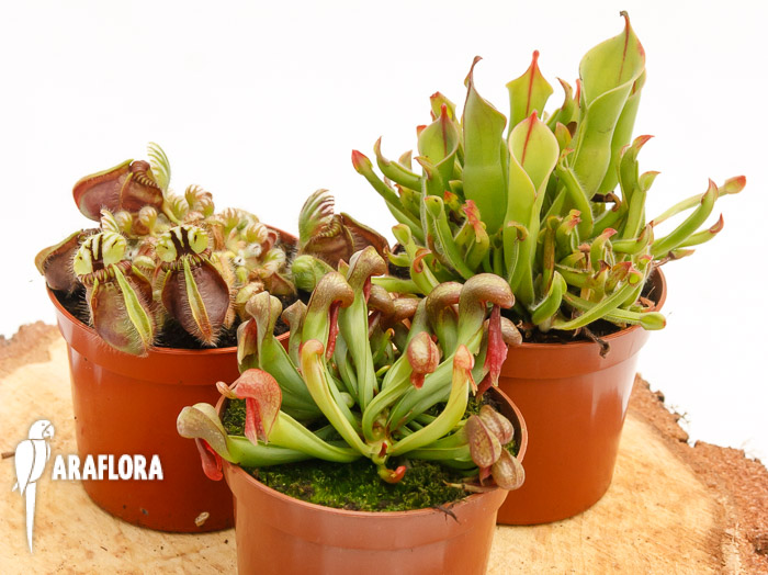 Bekerplanten botanische mix 3x