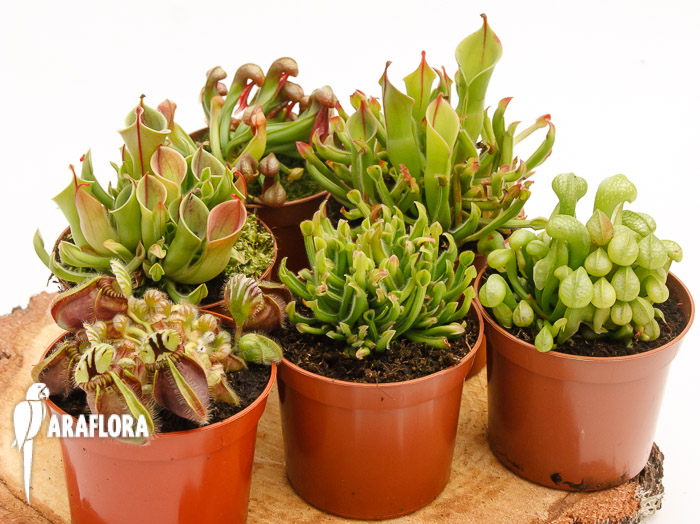 Bekerplanten botanische mix 6x