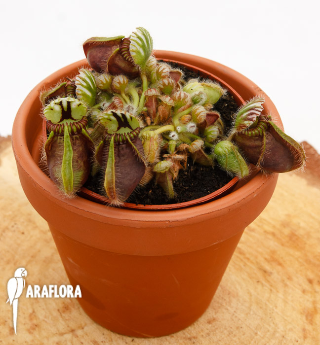 Cephalotus follicularis