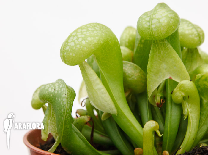 Darlingtonia californica &lsquo;Green&rsquo;