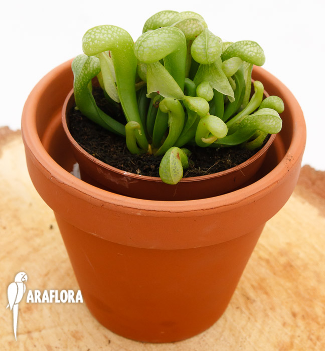 Darlingtonia californica &lsquo;Green&rsquo;