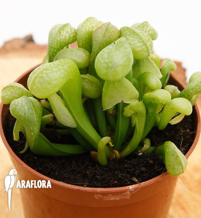 Darlingtonia californica &lsquo;Green&rsquo;