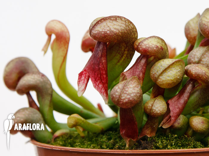 Darlingtonia californica &lsquo;Red&rsquo;