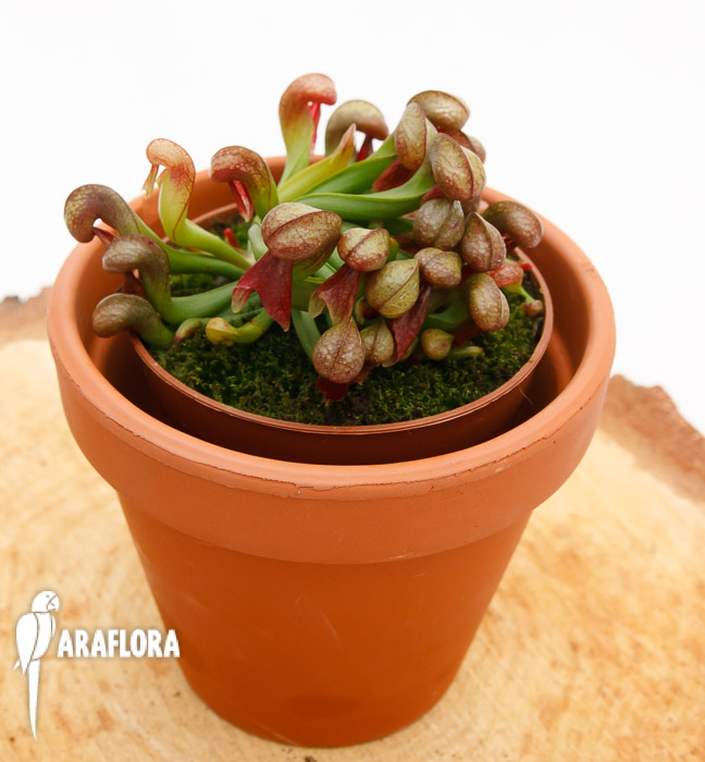 Darlingtonia californica &lsquo;Red&rsquo;