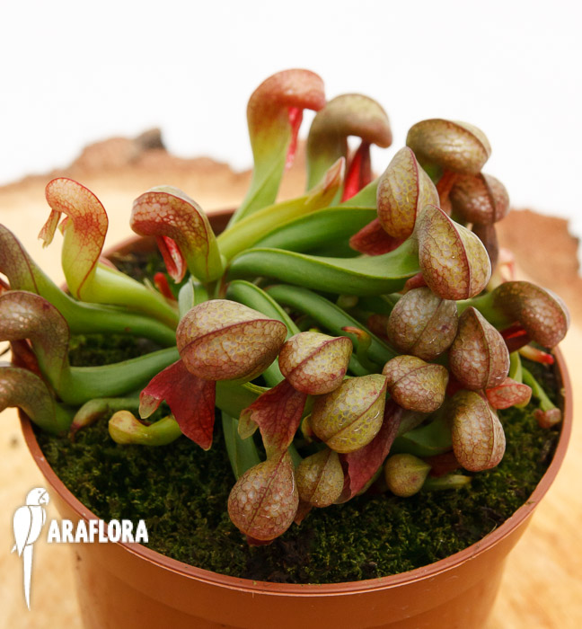 Darlingtonia californica &lsquo;Red&rsquo;